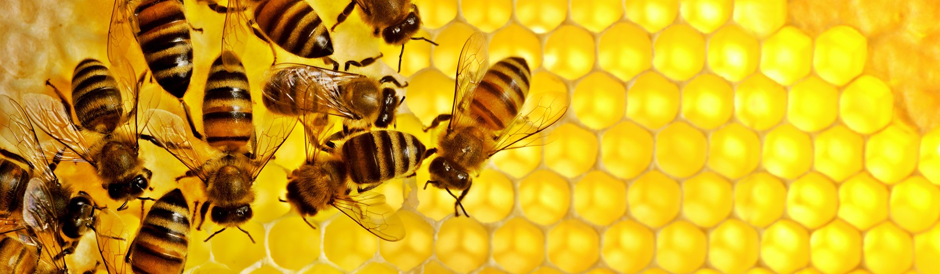 Slideshow image of bees