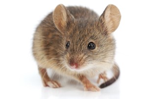 Image of Mice